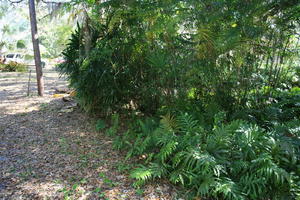 day, eye level view, Florida, forest, Miami, natural light, park, plant, sunny, The United States, tropical, vegetation, winter