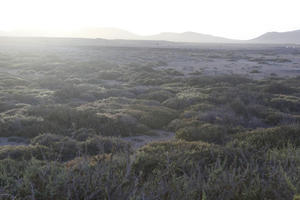 autumn, Canarias, day, elevated, shrubland, Spain, sunny