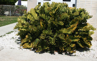 bush, day, eye level view, Florida, shrub, summer, sunny, Tampa, The United States