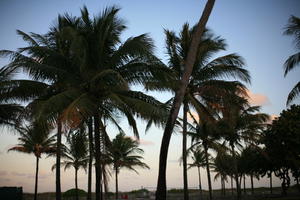 dusk, eye level view, Florida, Miami, palm, The United States, vegetation, winter