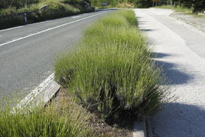 bush, Croatia, day, direct sunlight, eye level view, lavander, pavement, shrub, spring, sunny