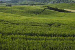 afternoon, crop, day, elevated, field, grass, Italia , Siena, spring, sunny, Toscana, valley