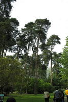 below, day, England, natural light, park, The United Kingdom, tree, Woking