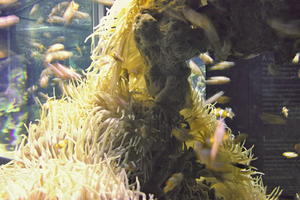 aquarium, artificial lighting, close-up, Monaco, Monte Carlo, Monte-Carlo, museum, seaweed