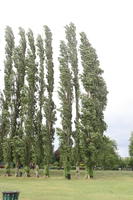 Abingdon, day, England, eye level view, natural light, park, poplar, summer, The United Kingdom, tree, treeline