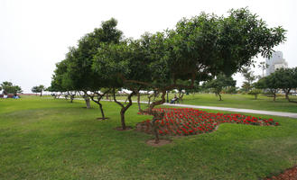 ambient light, autumn, cloudy, day, diffuse, diffused light, eye level view, flower, flowering, grass, greenery, Lima, Lima, natural light, nature, overcast, park, Peru, tree