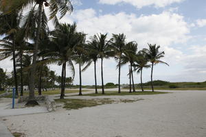 beach, day, diffuse, diffused light, eye level view, Florida, Miami, palm, Phoenix canariensis, summer, The United States