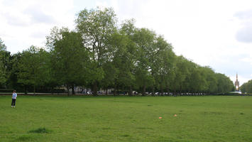 broad-leaf tree, broad-leaved tree, day, diffuse, diffused light, England, eye level view, grass, London, park, summer, The United Kingdom