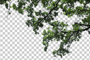 below, branch, broad-leaf tree, broad-leaved tree, cutout, cutout trees, day, diffuse, diffused light, summer