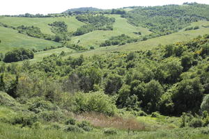 day, elevated, hill, Italia , spring, sunny, Toscana, woodland