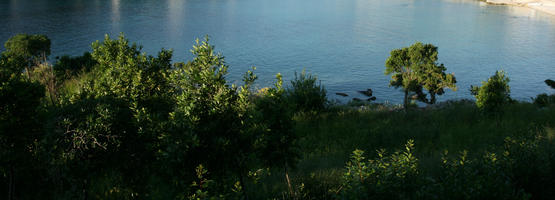 above, afternoon, bush, Croatia, day, elevated, grove, natural light, outdoors, shady, summer, sunny, tree, vegetation