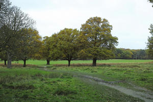 afternoon, autumn, cloudy, day, deciduous, England, eye level view, grass, open space, outdoors, park, path, The United Kingdom, tree, treeline, vegetation, Wimbledon