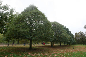 autumn, broad-leaf tree, broad-leaved tree, day, deciduous, England, eye level view, grass, leaves, London, natural light, park, The United Kingdom, tree