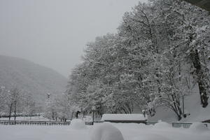 ambient light, day, eye level view, Italia , Mondovi, overcast, Piemonte, snow, tree, winter