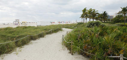 beach, bush, day, diffuse, diffused light, eye level view, Florida, grass, Miami, palm, path, shrub, summer, The United States