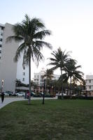 dusk, eye level view, Florida, grass, Miami, palm, The United States, vegetation, winter