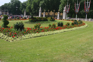 bush, day, England, eye level view, flower, grass, London, park, rose, shrub, summer, sunny, The United Kingdom