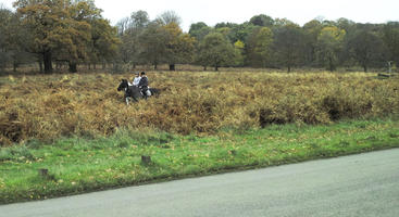 afternoon, autumn, cloudy, day, England, eye level view, horse, long grass, open space, outdoors, park, people, riding, The United Kingdom, vegetation, Wimbledon