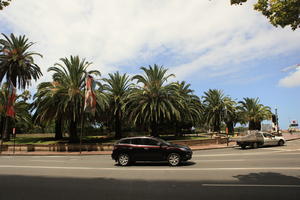 Australia, car, day, eye level view, New South Wales, palm, street, summer, sunny, Sydney, vegetation