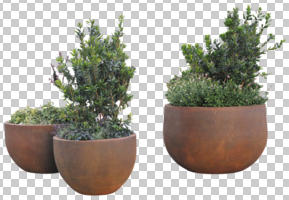 bush, cutout, cutout plants, day, diffuse, diffused light, eye level view, natural light, plant, potted plant, pottery, sunny