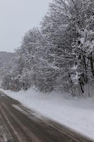 ambient light, day, diffuse, diffused light, eye level view, Italia , morning, natural light, overcast, road, snow, tree, Veneto, winter