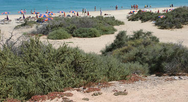 beach, bush, Canarias, day, direct sunlight, eye level view, Las Palmas, shrub, Spain, spring, sunny