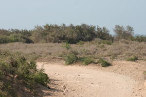 autumn, bush, day, desert, direct sunlight, Essaouira, eye level view, Morocco, natural light, sunlight, sunny, sunshine, vegetation