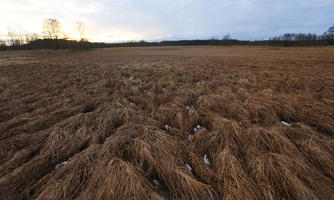 afternoon, day, diffuse, diffused light, eye level view, field, Kopanica, Poland, treeline, Wielkopolskie, winter