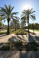 Alicante, day, eye level view, flower, palm, park, pavement, Spain, sunny, Valenciana