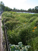 day, England, eye level view, flower, London, park, reed, shrub, summer, sunny, The United Kingdom