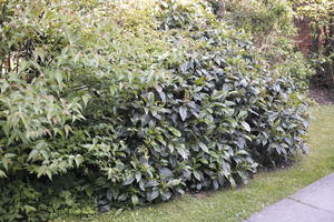 above, backyard, bush, day, elevated, England, garden, London, natural light, spring, sunny, The United Kingdom, vegetation