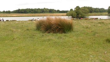 day, diffuse, diffused light, England, eye level view, grass, London, natural light, park, spring, The United Kingdom, treeline