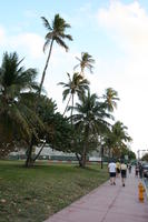 bright, day, eye level view, Florida, grass, group, Miami, palm, park, pavement, people, The United States, tropical, vegetation, walking