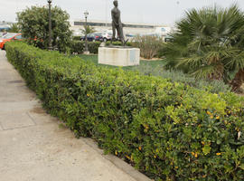 bush, day, Denia, diffuse, diffused light, eye level view, hedge, natural light, shrub, Spain, spring, Valenciana