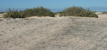 bush, Canarias, day, desert, eye level view, Las Palmas, shrub, Spain, summer, sunny