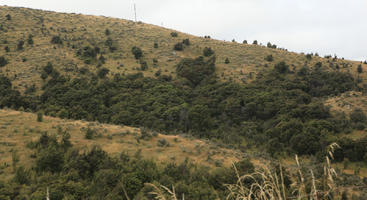 day, diffuse, diffused light, elevated, mountain, natural light, New Zealand, overcast, summer, woodland