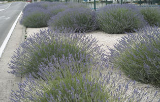 bush, Croatia, day, diffuse, diffused light, eye level view, lavander, natural light, shrub, Sibensko-Kninska, summer, Vodice