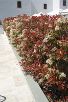 bush, day, direct sunlight, eye level view, flowered bush, Italia , shrub, spring, sunny, Toscana