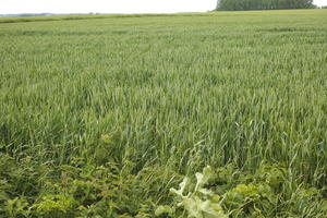 crop, day, eye level view, field, France, natural light, plant, spring