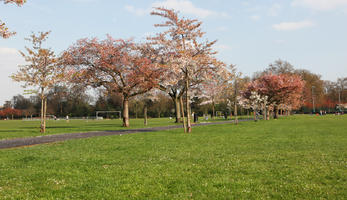 blooming, blossom, day, deciduous, England, eye level view, grass, London, park, spring, sunny, The United Kingdom, tree