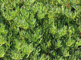 close-up, day, eye level view, greenery, plant, sunny, texture