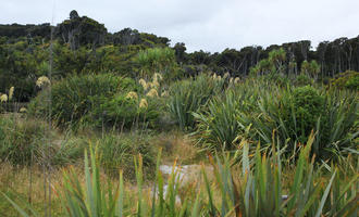 day, diffuse, diffused light, eye level view, natural light, New Zealand, overcast, reed, summer, tropical, vegetation, West Coast