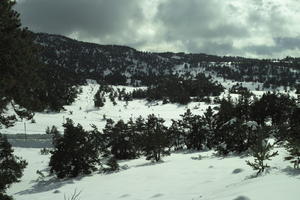 coniferous, day, elevated, evergreen, France, Greolieres, Provence Alpes Cote D