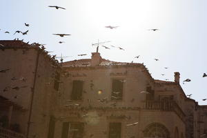 autumn, below, bird, bright, Croatia, day, Dubrovacko-Neretvanska, Dubrovnik, house, natural light, sunny, villa