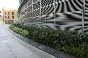 blossom, bush, day, diffuse, diffused light, England, eye level view, kerb, London, louvres, natural light, shrub, spring, The United Kingdom