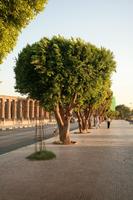 day, dusk, East Timor, Egypt, Egypt, eye level view, natural light, street, tree, vegetation