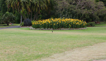 Australia, day, eye level view, flower, grass, natural light, New South Wales, palm, park, summer, Sydney, vegetation