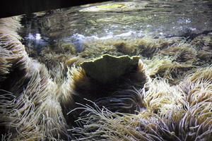 aquarium, artificial lighting, close-up, coral, Monaco, Monte Carlo, Monte-Carlo, museum, seaweed, shellfish