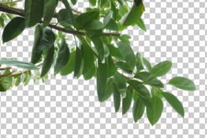 below, branch, cutout, cutout trees, day, diffuse, diffused light, ficus