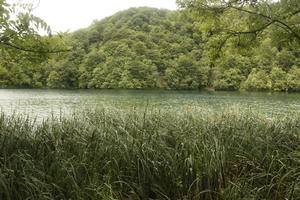 Croatia, day, diffuse, diffused light, eye level view, Karlovacka, lake, natural light, reed, summer, woodland